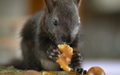 Hilfe ich esse zu Viel – Wenn die richtige Menge zum Problem wird